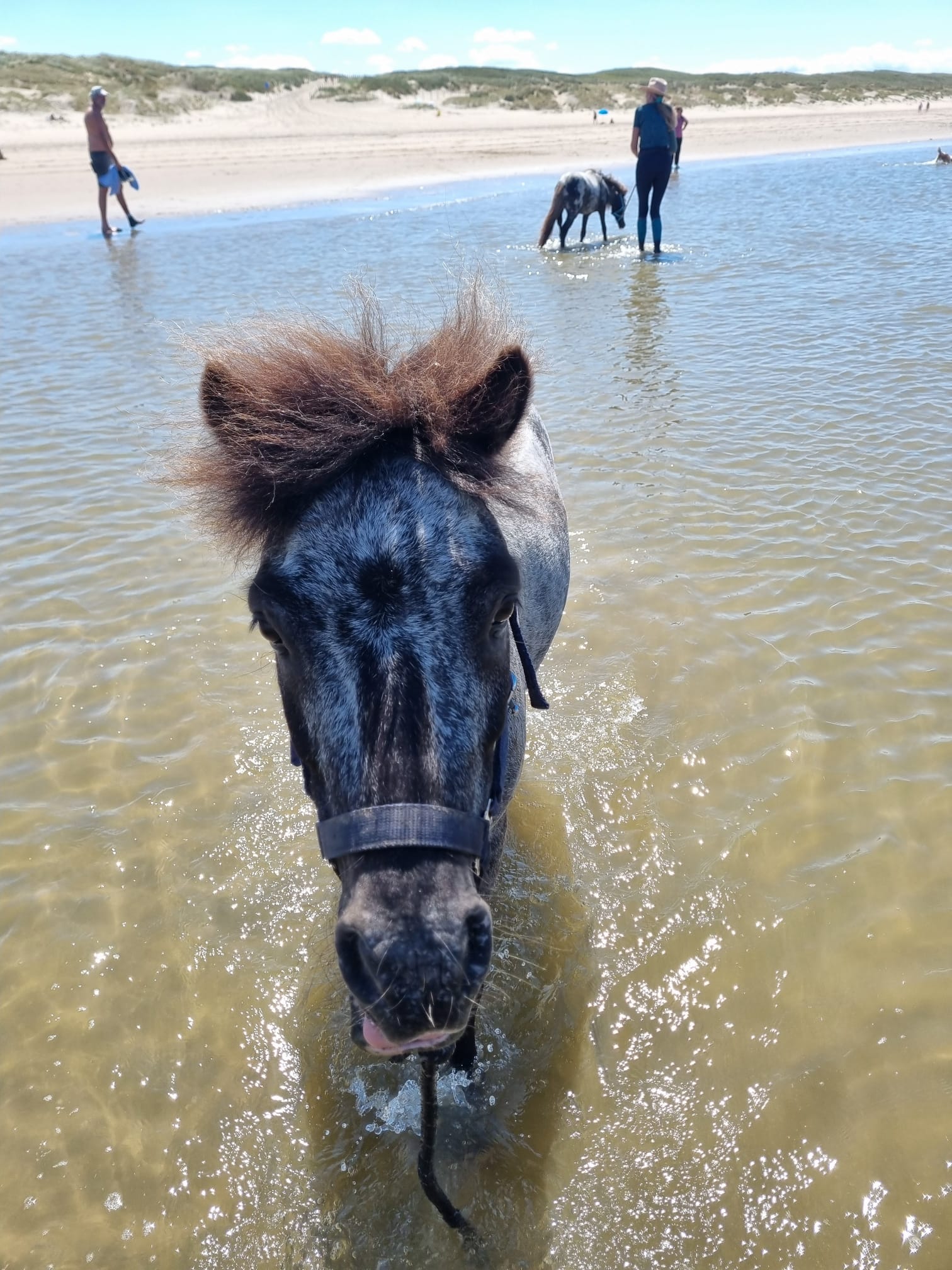 Obi, de Appaloosa van Esmée