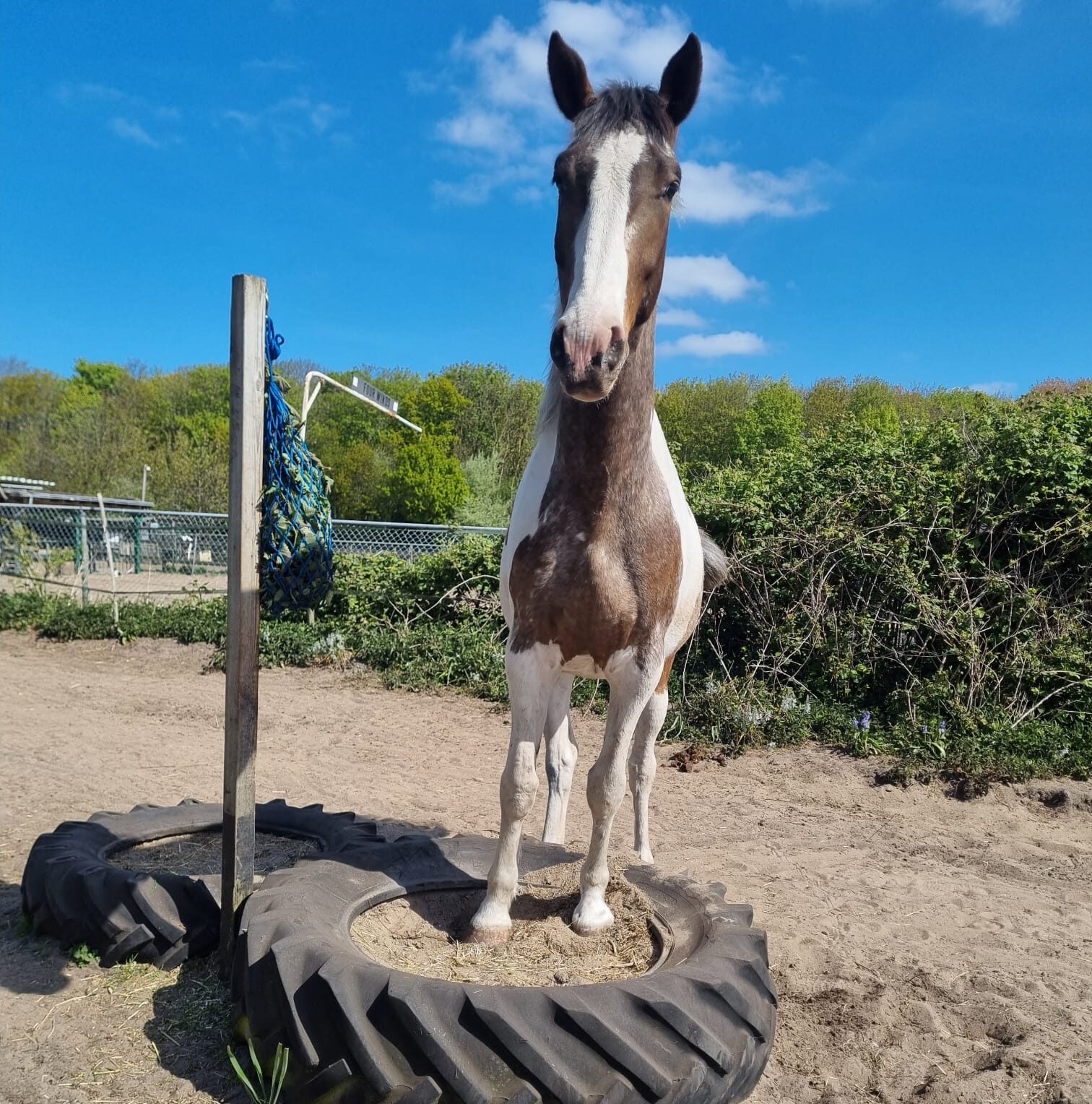 Dalton, de Appaloosa x Paint van Esmée