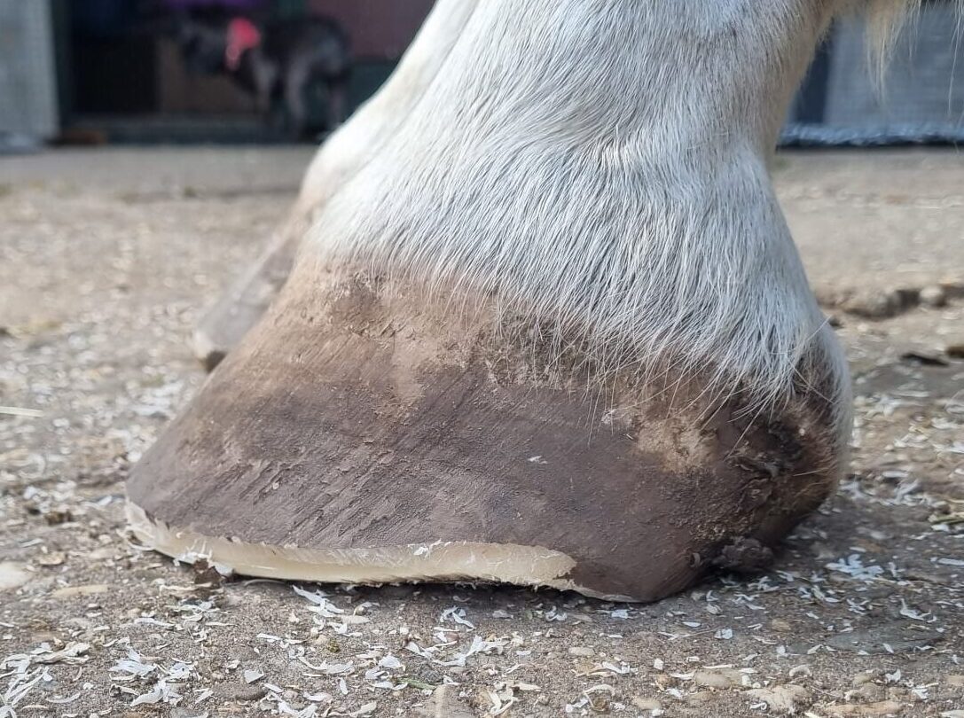 Esmée bekapt de hoef van een paard