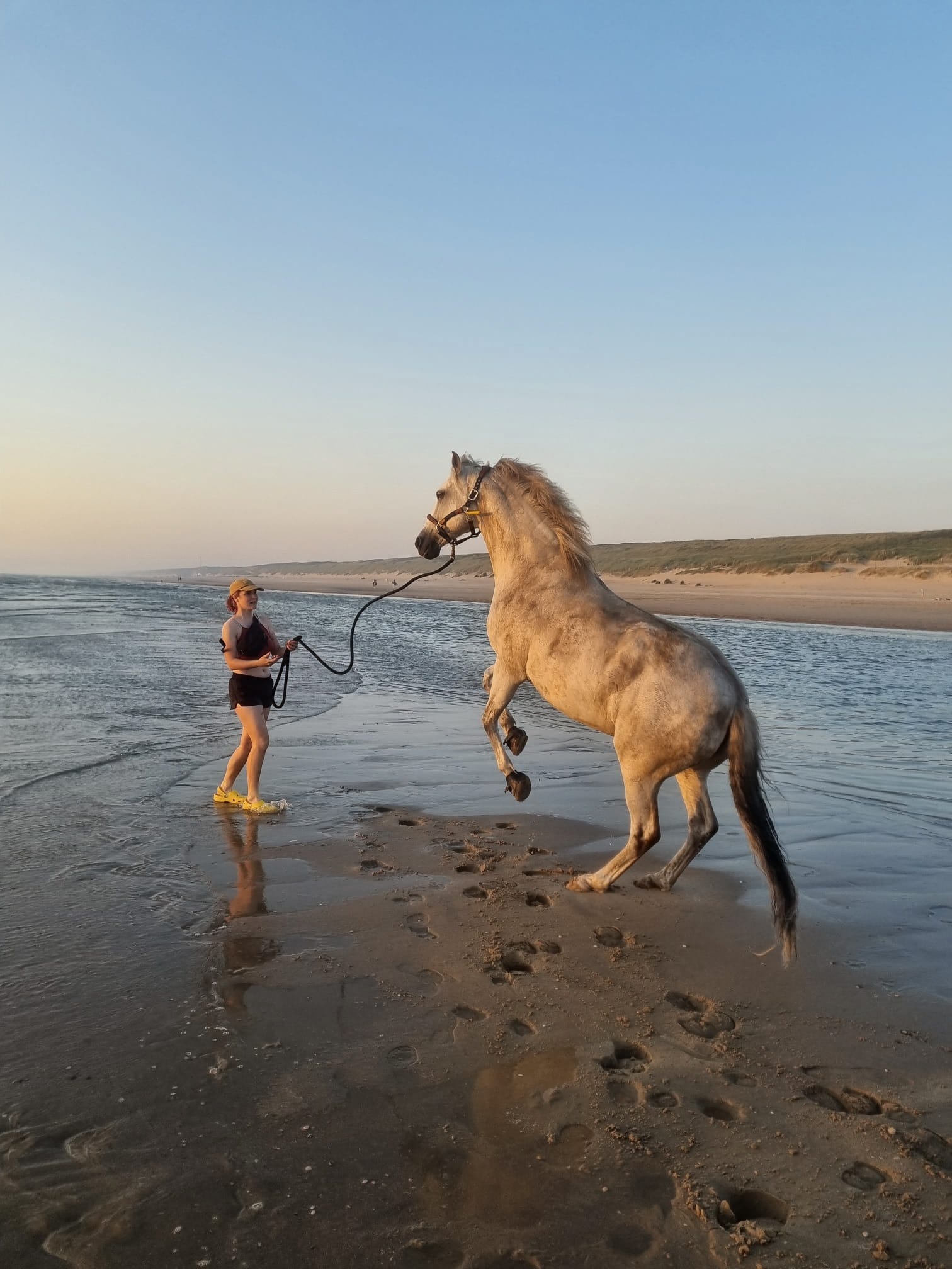 Esmée traint een paard met positieve bekrachtiging